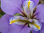 IRIS UNGUICULARIS (WINTER FLOWERING IRIS)