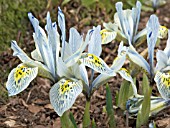 IRIS RETICULATA KATHARINE HODGKIN