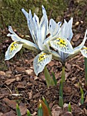 IRIS RETICULATA KATHARINE HODGKIN