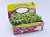 PLUG BEDDING PLANTS,  IMPATIENS