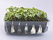 PLUG BEDDING PLANTS,  IMPATIENS,  INNER TRAY