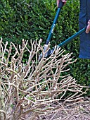 CUTTING BACK HARD IN SPRING,  BUXUS SEMPERVIRENS,  BOX