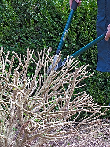 CUTTING_BACK_HARD_IN_SPRING__BUXUS_SEMPERVIRENS__BOX