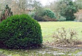 CUTTING BACK HARD IN SPRING,  BUXUS SEMPERVIVENS,  BOX