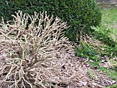 CUTTING BACK HARD IN SPRING,  BUXUS SEMPERVIVENS,  BOX