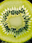 ACTINIDIA DELICIOSA,  KIWI FRUIT,  TENDER CLIMBER