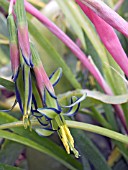 BILLBERGIA NUTANS,  TENDER BROMELIAD