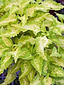 COLEUS,  SOLENOSTEMON,  BUTTERMILK,  GREENHOUSE POT PLANT