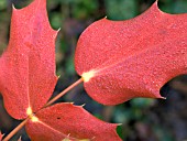 MAHONIA JAPONICA BEALEI