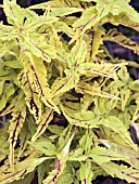 COLEUS,  SOLENOSTEMON,  SPECKLES,  GREENHOUSE POT PLANT