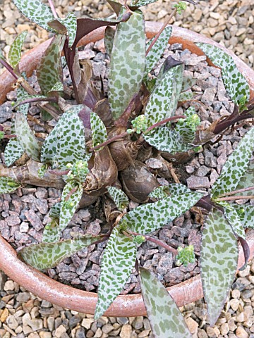 LEDEBOURIA_SOCIALIS__TENDER_BULB