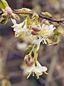 LONICERA STANDISHII,  WINTER FLOWERING SHRUB