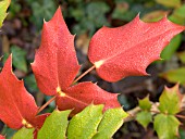 MAHONIA JAPONICA BEALEI