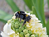 BUMBLE BEE ON HYACINTHUS CITY OF HAARLEM