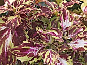 COLEUS (SOLENOSTEMON) DAZZLER,  HOUSE PLANT