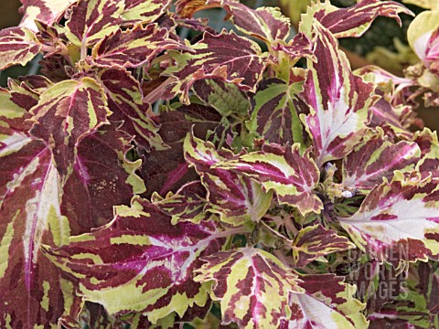 COLEUS_SOLENOSTEMON_DAZZLER__HOUSE_PLANT