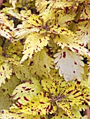 COLEUS (SOLENOSTEMON) PINEAPPLETTE,  HOUSE PLANT