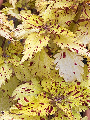 COLEUS_SOLENOSTEMON_PINEAPPLETTE__HOUSE_PLANT