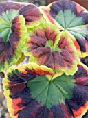 PELARGONIUM MRS HENRY COX,  ZONAL GERANIUM