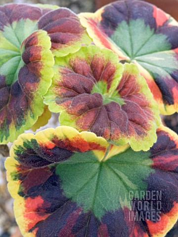 PELARGONIUM_MRS_HENRY_COX__ZONAL_GERANIUM