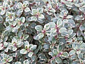 THYMUS X CITRIODORUS SILVER QUEEN,  DECORATIVE THYME