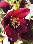 HELLEBORUS ORIENTALIS WINE RED SELECTION