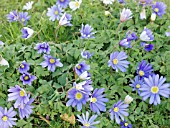 ANEMONE BLANDA,  HARDY BULB