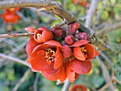 CHAENOMELES X SUPERBA CRIMSON & GOLD