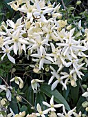 CLEMATIS ARMANDII,  EVERGREEN CLIMBER