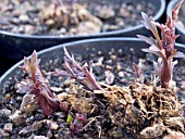 DAHLIA  BISHOP OF LLANDAFF,  SPRING SHOOTS FOR CUTTINGS