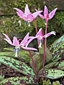 ERYTHRONIUM DENS CANIS,  DOGS TOOTH VIOLET,  HARDY PERENNIAL
