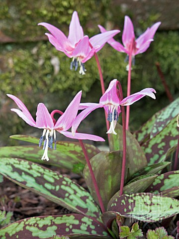 ERYTHRONIUM_DENS_CANIS__DOGS_TOOTH_VIOLET__HARDY_PERENNIAL