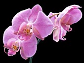 PHALAENOPSIS SP. ,(MOTH ORCHID)