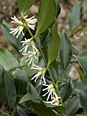 SARCOCOCCA CONFUSA (CHRISTMAS BOX)