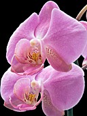 PHALAENOPSIS,  MOTH ORCHID