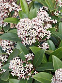 SKIMMIA JAPONICA RUBELLA,  EVERGREEN SHRUB