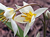 TULIPA TURKESTANICA,  HARDY BULB