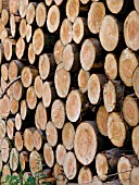 LOG STACK OF DOUGLAS FIR