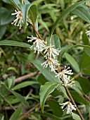 SARCOCOCCA HOOKERIANA DIGYNA(CHRISTMAS BOX)