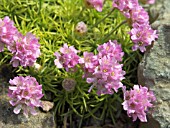 ARMERIA JUNIPERIFOLIA BEVANS VARIETY