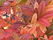 BERBERIS JULIANAE,  AUTUMN COLOUR,  HARDY SHRUB