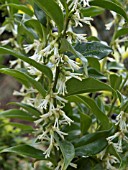 SARCOCOCCA RUSCIFOLIA(CHRISTMAS BOX)