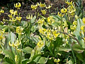 ERYTHRONIUM PAGODA