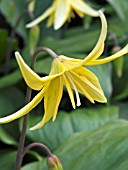 ERYTHRONIUM PAGODA