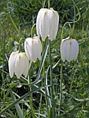 FRITILLARIA MELEAGRIS ALBA,  HARDY BULB