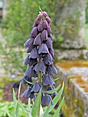 FRITILLARIA PERSICA ADIYAMAN,  HARDY BULB