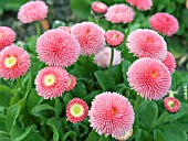 BELLIS PERENNIS TASSO STRAWBERRIES & CREAM