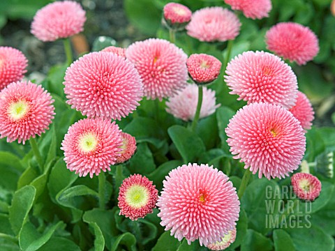 BELLIS_PERENNIS_TASSO_STRAWBERRIES__CREAM