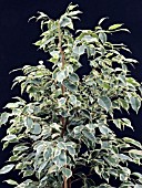 FICUS BENJAMINA TWILIGHT