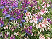 LATHYRUS VERNUS,  SPRING BITTER VETCH